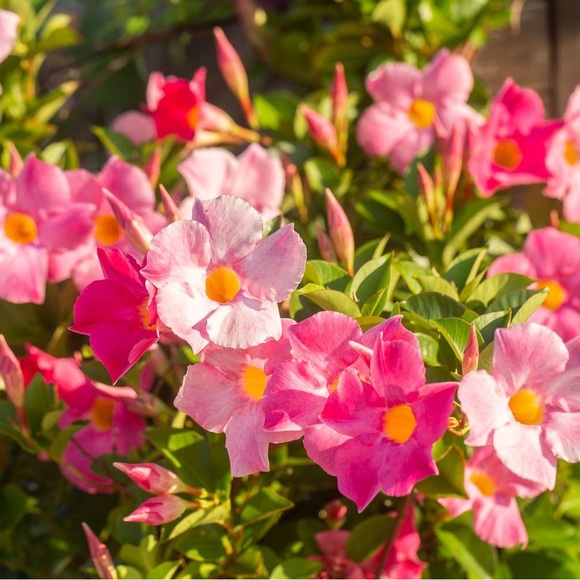 🌸🌴💗🌸🌴💗🌸🌴💗🌸🌴💗🌸🌴💗🌸🌴💗 - Picture 12 of 16